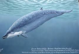 Image result for Mesoplodon bidens