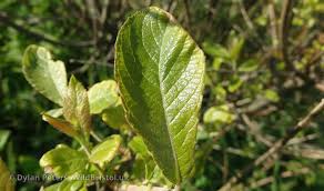 Attēlu rezultāti vaicājumam “Salix aurita”