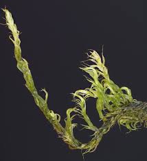 Attēlu rezultāti vaicājumam “Warnstorfia fluitans”