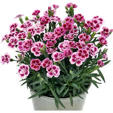 Image result for Nelke