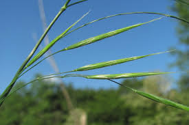 Attēlu rezultāti vaicājumam “Bromopsis benekenii”