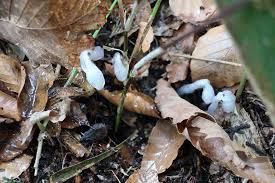 Image result for ギンリョウソウ