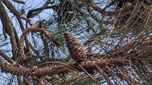 Attēlu rezultāti vaicājumam “Pinus nigra”