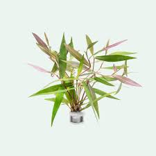 Attēlu rezultāti vaicājumam “Persicaria hydropiper”