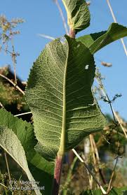 Attēlu rezultāti vaicājumam “Inula helenium leaf”