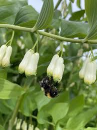 Attēlu rezultāti vaicājumam “Polygonatum multiflorum  flower”