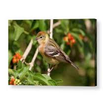 Image result for Dendroica castanea