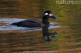 Attēlu rezultāti vaicājumam “Melanitta fusca”