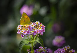 Attēlu rezultāti vaicājumam “Colias palaeno”