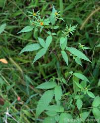 Attēlu rezultāti vaicājumam “Bidens frondosa flower”