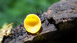 Attēlu rezultāti vaicājumam “Hymenoscyphus calyculus”