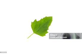 Attēlu rezultāti vaicājumam “Chenopodium acerifolium”