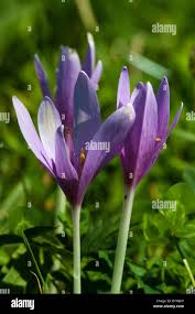 Attēlu rezultāti vaicājumam “Colchicum autumnale flower”
