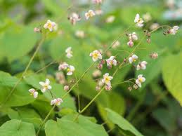 Attēlu rezultāti vaicājumam “Epimedium alpinum”