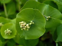 Attēlu rezultāti vaicājumam “Lonicera caprifolium fruit”