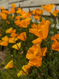 Attēlu rezultāti vaicājumam “Eschscholzia californica fruit”
