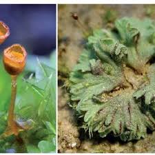 Attēlu rezultāti vaicājumam “Tortula truncata sporophyte”