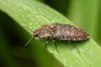 Attēlu rezultāti vaicājumam “Agrypnus murinus”