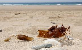 Image result for Scyliorhinus stellaris