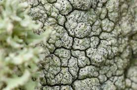 Attēlu rezultāti vaicājumam “Pertusaria pertusa”