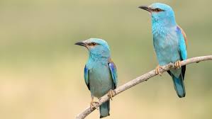 Attēlu rezultāti vaicājumam “Coracias garrulus adult”