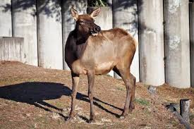 Attēlu rezultāti vaicājumam “Artiodactyla”