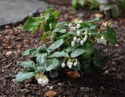 Attēlu rezultāti vaicājumam “Gaultheria cuneata”