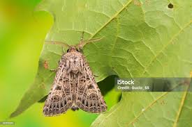 Attēlu rezultāti vaicājumam “Tholera decimalis”