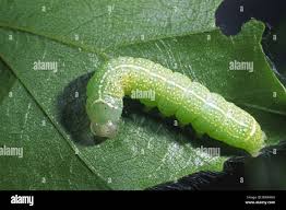 Attēlu rezultāti vaicājumam “Orthosia cerasi”