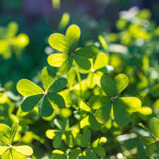 Attēlu rezultāti vaicājumam “Oxalidaceae”