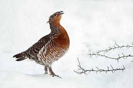 Attēlu rezultāti vaicājumam “Tetrao urogallus female”