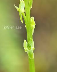 Attēlu rezultāti vaicājumam “Hammarbya paludosa leaf”