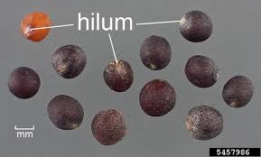 Attēlu rezultāti vaicājumam “Brassica napus fruit”