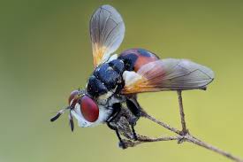 Attēlu rezultāti vaicājumam “Gymnosoma sp.”