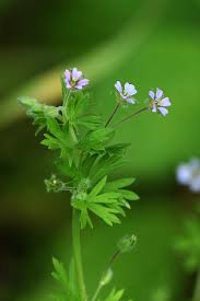Attēlu rezultāti vaicājumam “Geranium pusillum leaf”