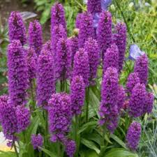 Attēlu rezultāti vaicājumam “Dactylorhiza maculata leaf”