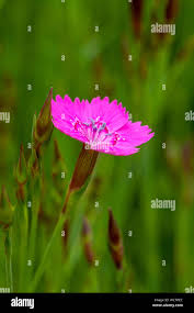 Attēlu rezultāti vaicājumam “Dianthus deltoides bud”
