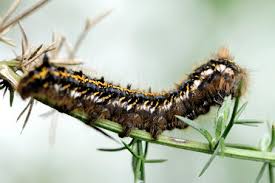 Attēlu rezultāti vaicājumam “Acronicta megacephala larva”