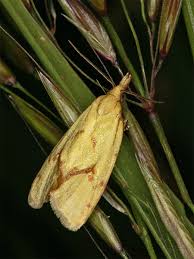 Attēlu rezultāti vaicājumam “Agapeta hamana”