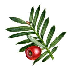 Attēlu rezultāti vaicājumam “Taxus baccata fruit”