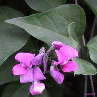 Attēlu rezultāti vaicājumam “Dipogon sp.”