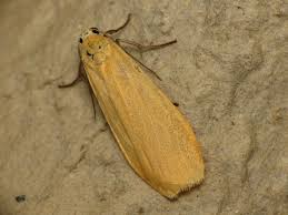 Attēlu rezultāti vaicājumam “Eilema sororcula”