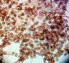 Attēlu rezultāti vaicājumam “Didymium tussilaginis sessile”