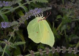 Attēlu rezultāti vaicājumam “Gonepteryx rhamni male”