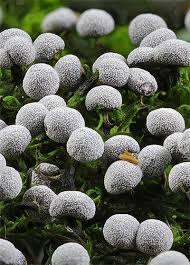 Attēlu rezultāti vaicājumam “Physarum penetrale”