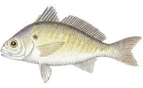 Image result for Leiostomus xanthurus