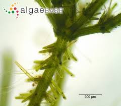 Attēlu rezultāti vaicājumam “Chara aspera”