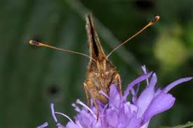 Attēlu rezultāti vaicājumam “Boloria aquilonaris”