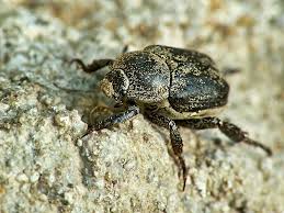 Attēlu rezultāti vaicājumam “Hoplia graminicola”