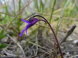 Attēlu rezultāti vaicājumam “Pinguicula vulgaris”